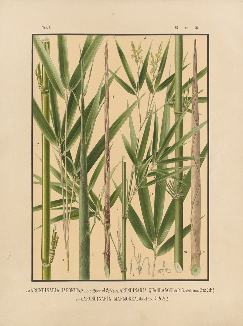 Yasuyoshi Shirasawa - Icones of the bamboos of Japan – Nihon chikurui zufu Pl.04
