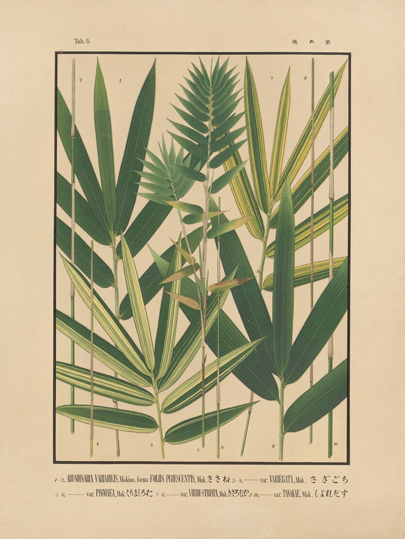 Yasuyoshi Shirasawa - Icones of the bamboos of Japan – Nihon chikurui zufu Pl.06