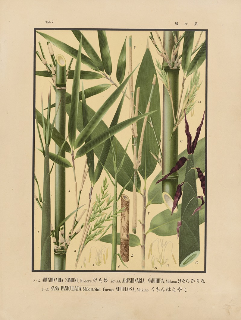Yasuyoshi Shirasawa - Icones of the bamboos of Japan – Nihon chikurui zufu Pl.07