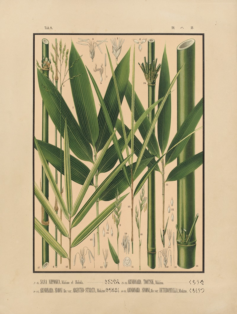 Yasuyoshi Shirasawa - Icones of the bamboos of Japan – Nihon chikurui zufu Pl.08