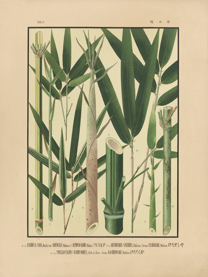 Yasuyoshi Shirasawa - Icones of the bamboos of Japan – Nihon chikurui zufu Pl.09