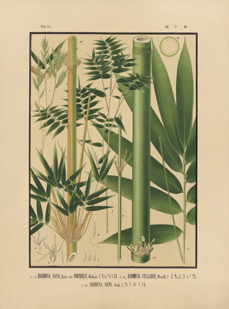 Yasuyoshi Shirasawa - Icones of the bamboos of Japan – Nihon chikurui zufu Pl.10
