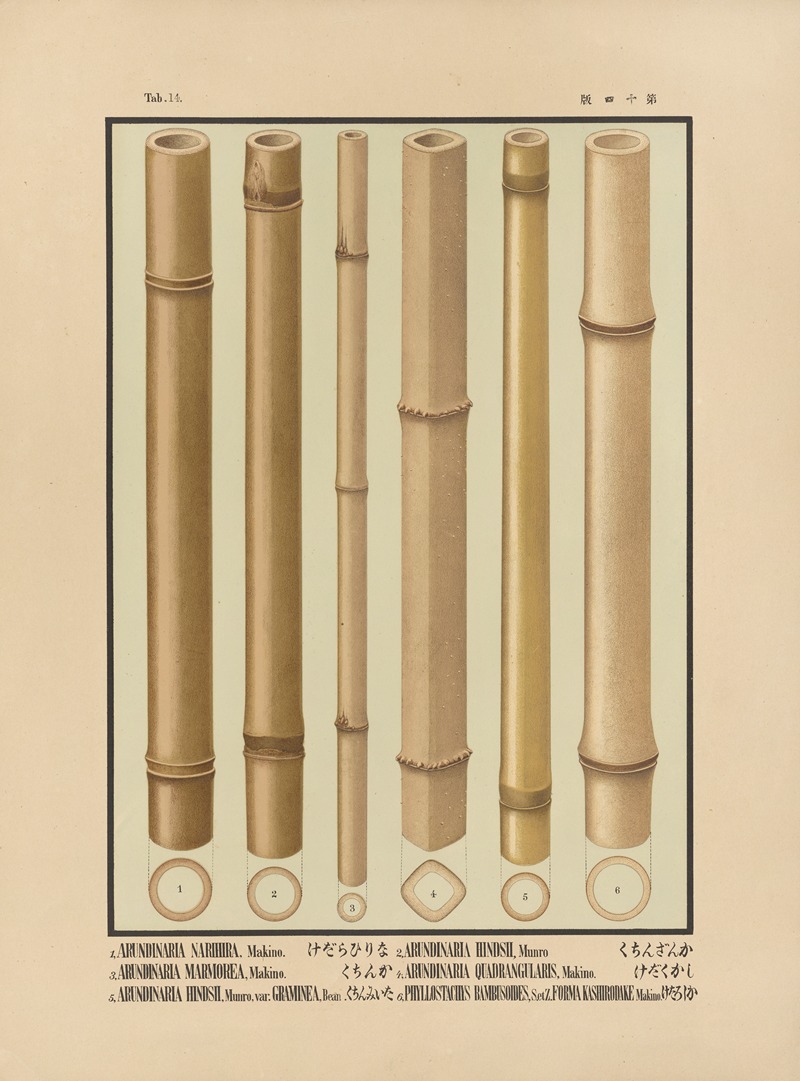 Yasuyoshi Shirasawa - Icones of the bamboos of Japan – Nihon chikurui zufu Pl.14