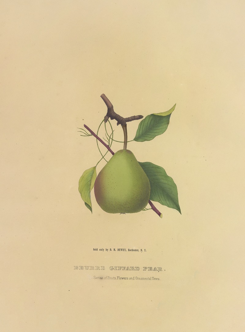 Dellon Marcus Dewey - Beurre Giffard Pear