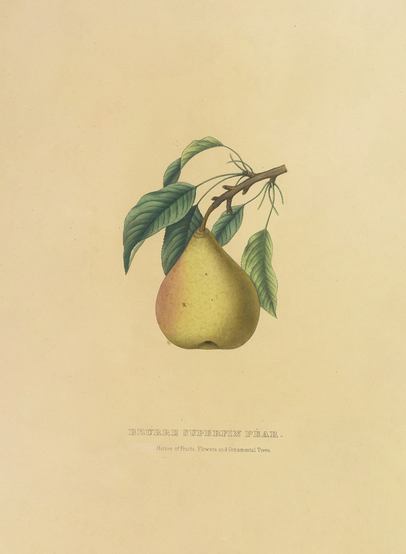 Dellon Marcus Dewey - Beurre Superfin Pear