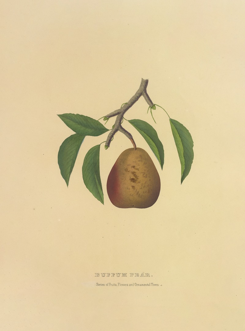 Dellon Marcus Dewey - Buffum Pear