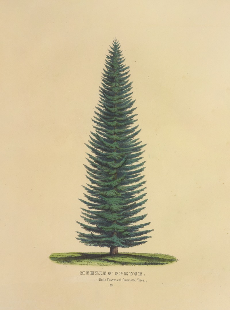 Dellon Marcus Dewey - Menzies’ Spruce