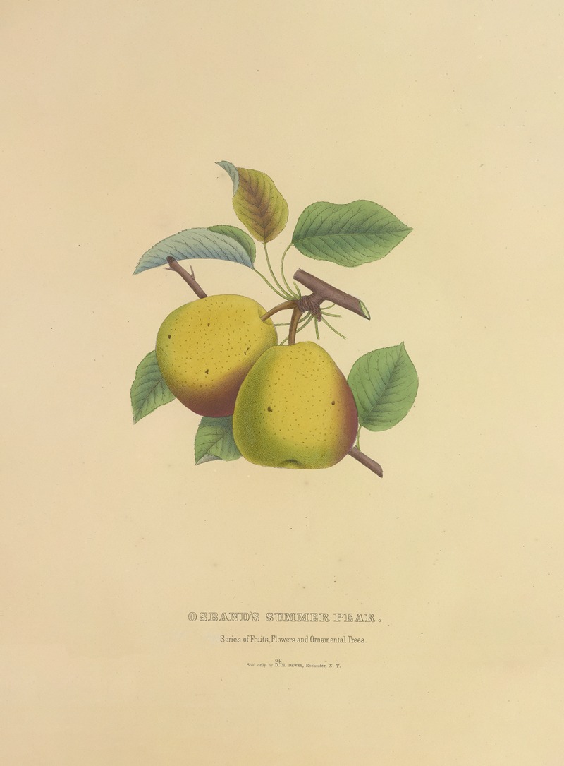 Dellon Marcus Dewey - Osband’s Summer Pear