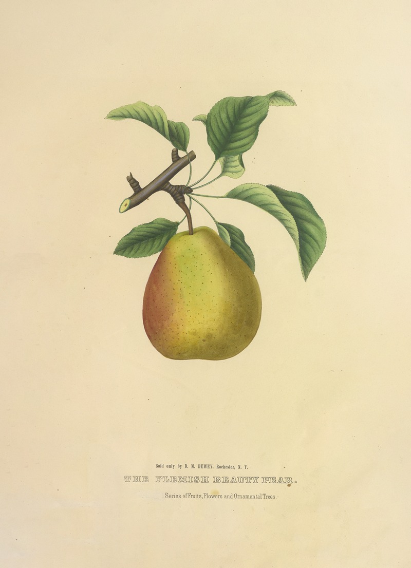 Dellon Marcus Dewey - The Flemish Beauty Pear