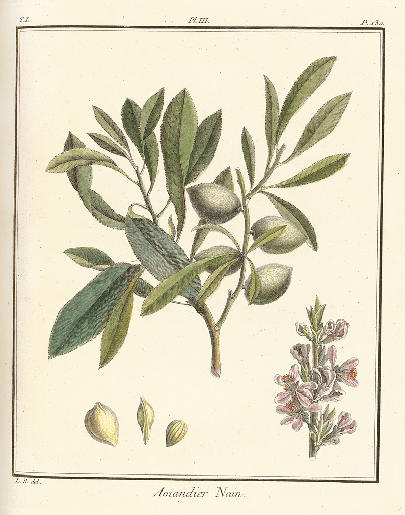 Henri-Louis Duhamel du Monceau - Traité des arbres fruitiers Pl.03