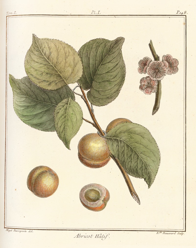 Henri-Louis Duhamel du Monceau - Traité des arbres fruitiers Pl.05