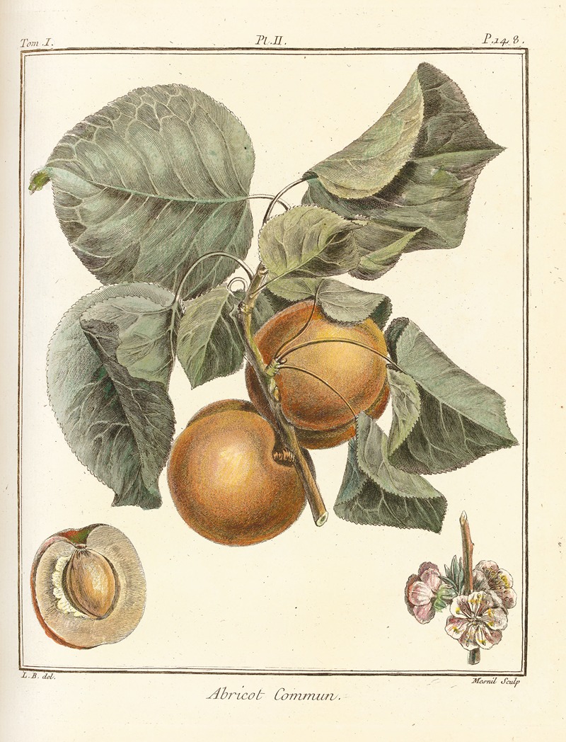 Henri-Louis Duhamel du Monceau - Traité des arbres fruitiers Pl.06