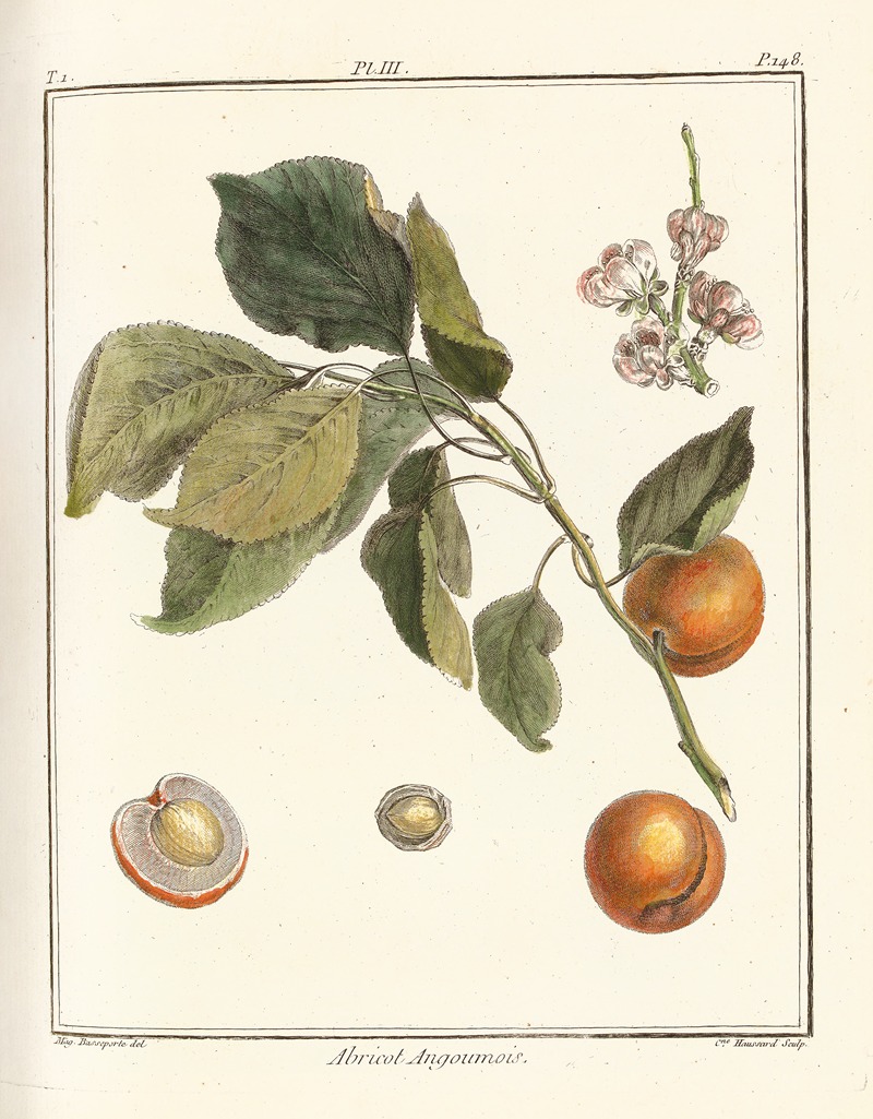Henri-Louis Duhamel du Monceau - Traité des arbres fruitiers Pl.07