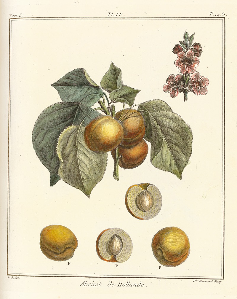 Henri-Louis Duhamel du Monceau - Traité des arbres fruitiers Pl.08