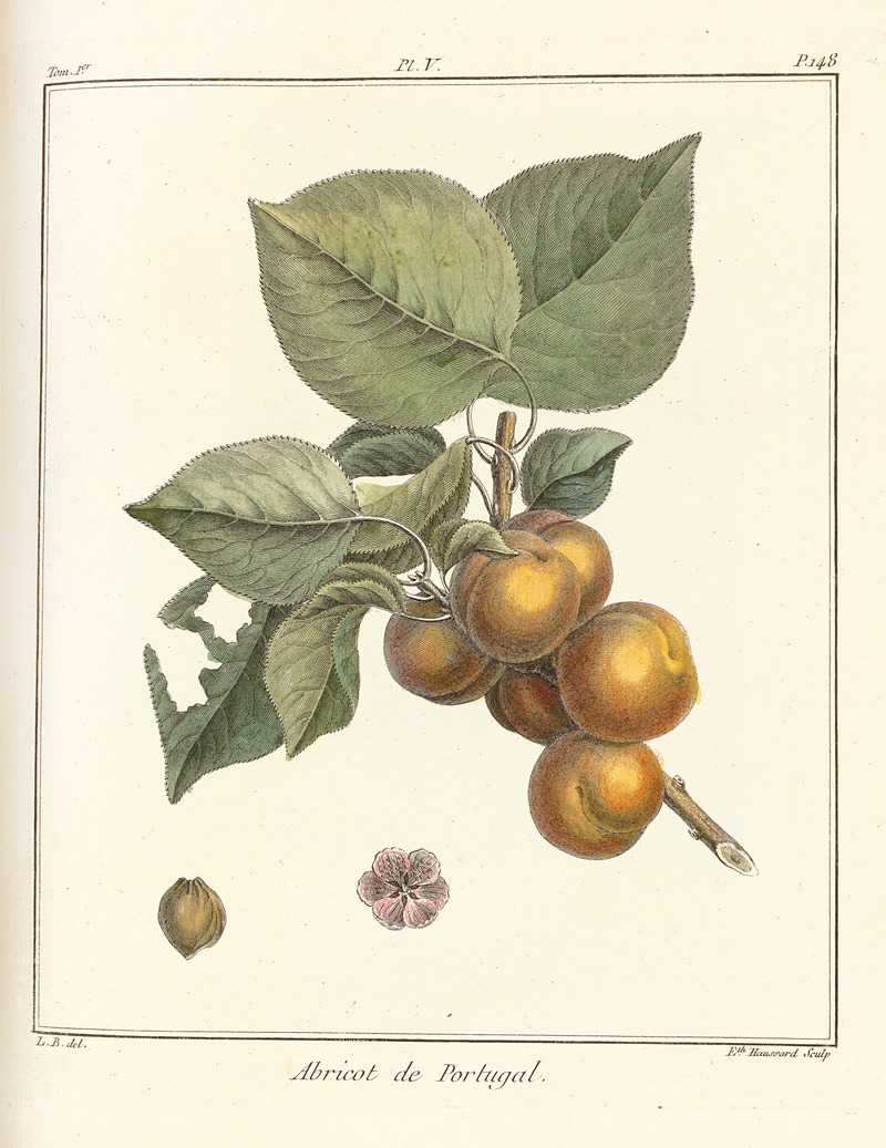 Henri-Louis Duhamel du Monceau - Traité des arbres fruitiers Pl.09