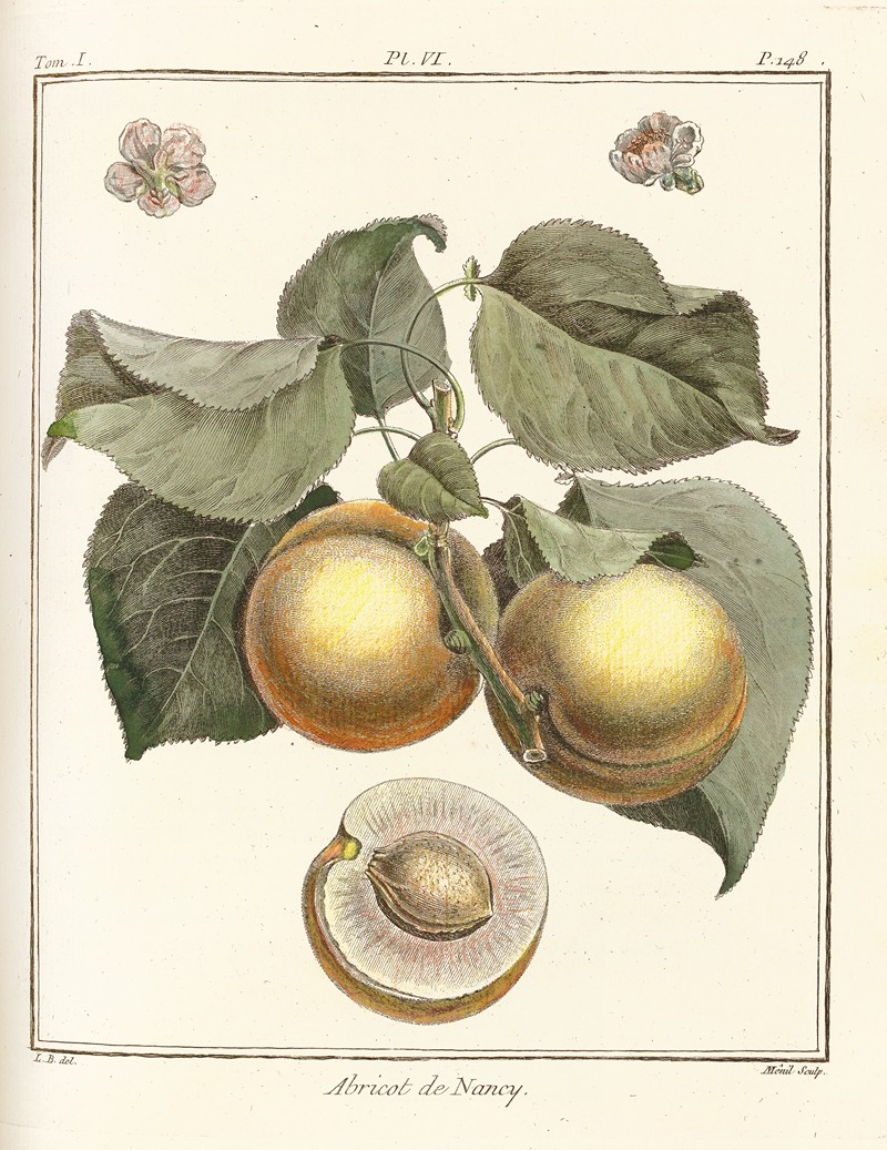 Henri-Louis Duhamel du Monceau - Traité des arbres fruitiers Pl.10