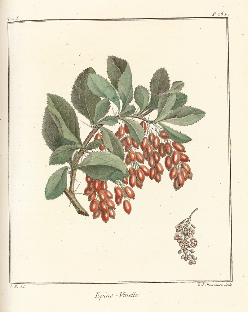 Henri-Louis Duhamel du Monceau - Traité des arbres fruitiers Pl.11