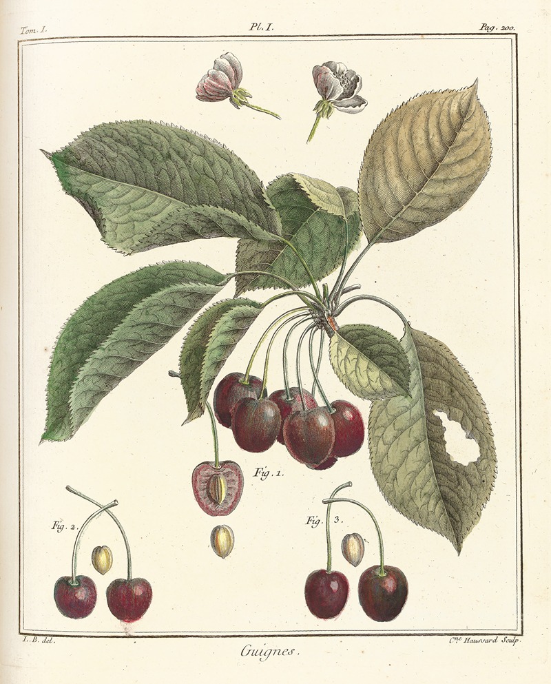 Henri-Louis Duhamel du Monceau - Traité des arbres fruitiers Pl.12