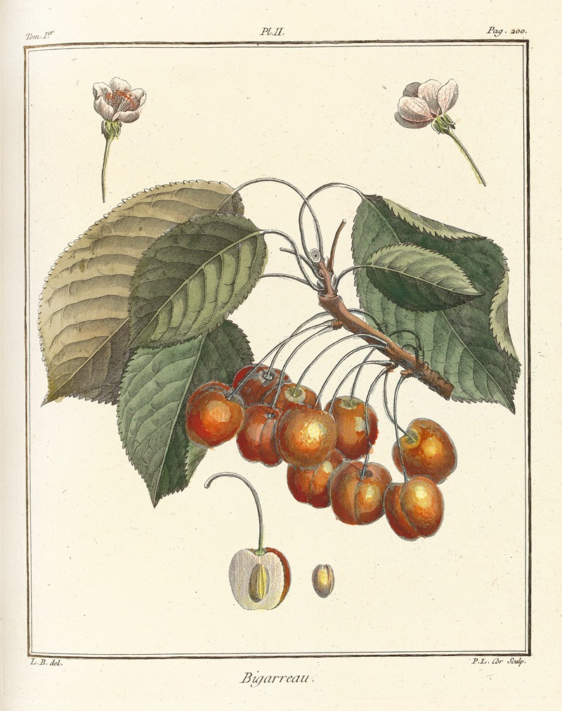 Henri-Louis Duhamel du Monceau - Traité des arbres fruitiers Pl.13
