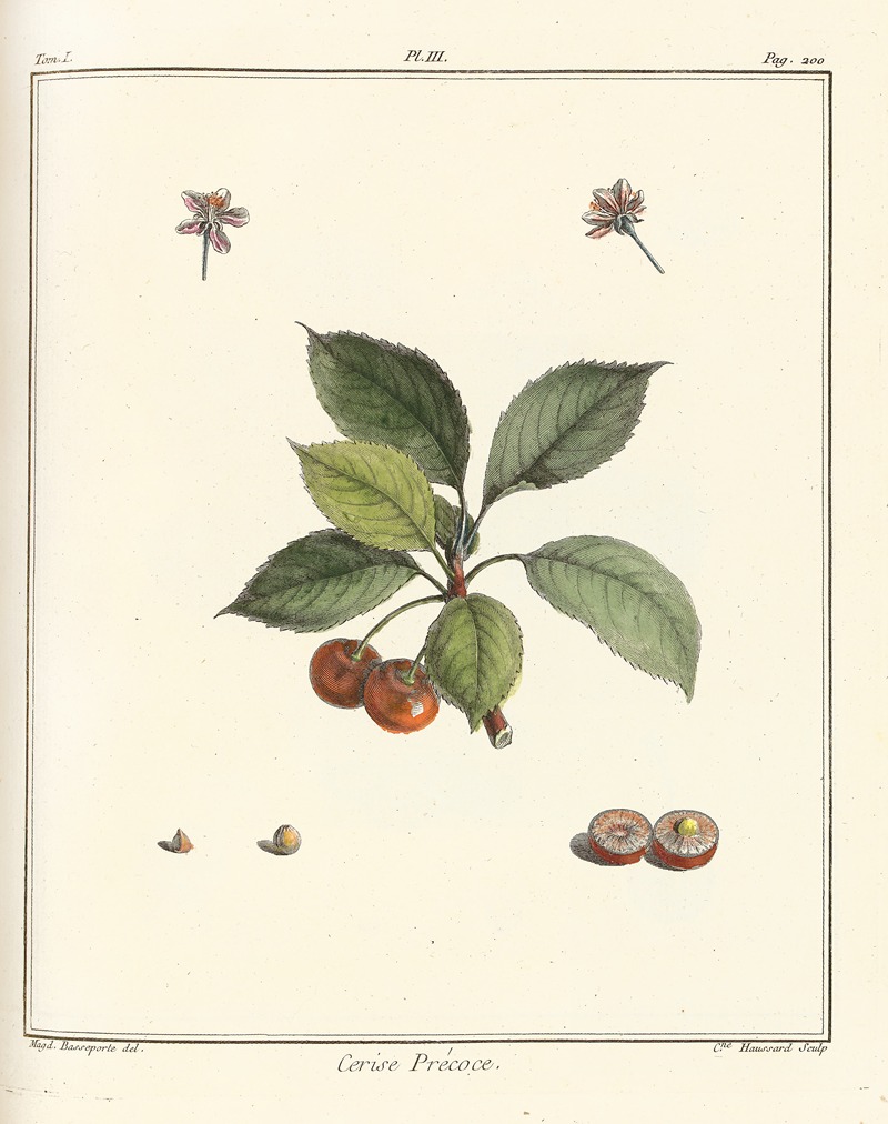 Henri-Louis Duhamel du Monceau - Traité des arbres fruitiers Pl.14