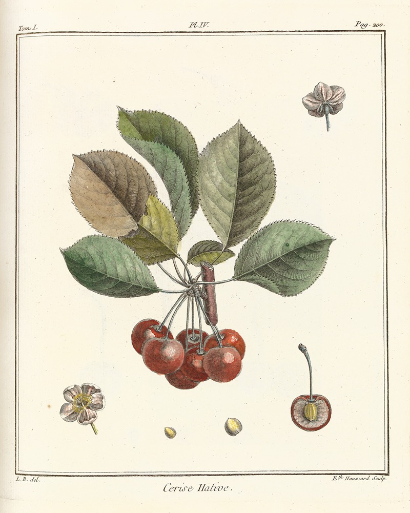 Henri-Louis Duhamel du Monceau - Traité des arbres fruitiers Pl.15
