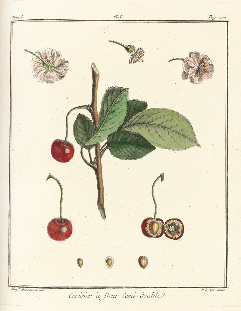 Henri-Louis Duhamel du Monceau - Traité des arbres fruitiers Pl.16