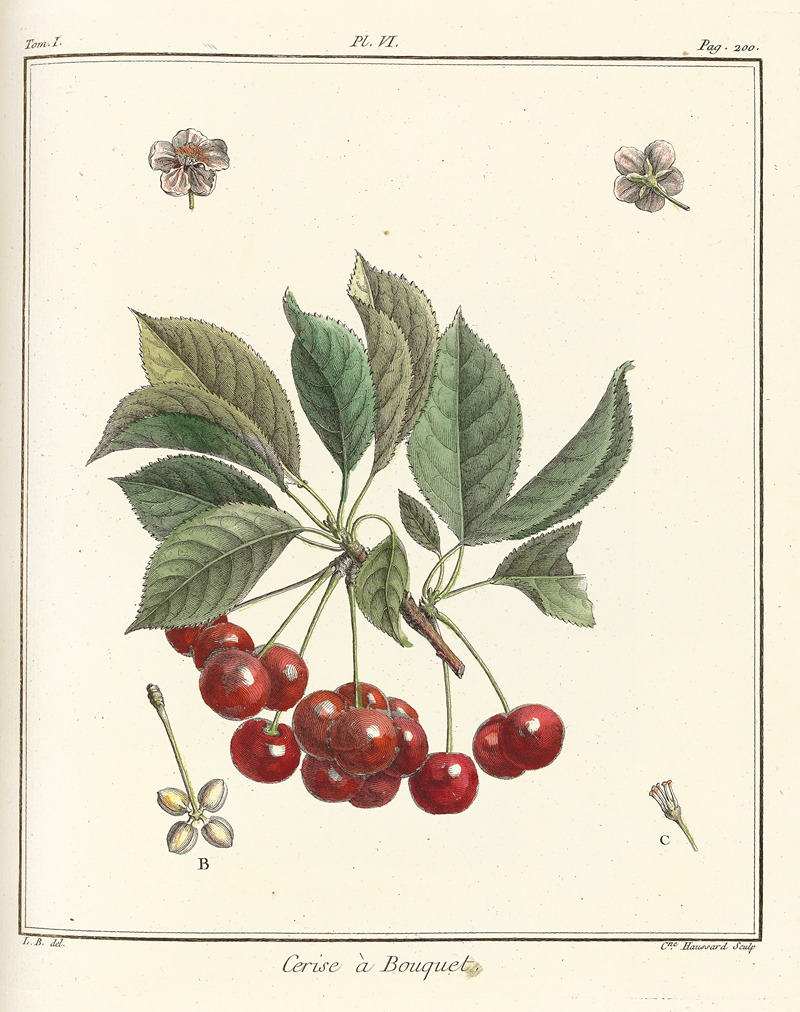 Henri-Louis Duhamel du Monceau - Traité des arbres fruitiers Pl.17