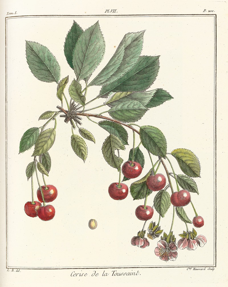 Henri-Louis Duhamel du Monceau - Traité des arbres fruitiers Pl.18