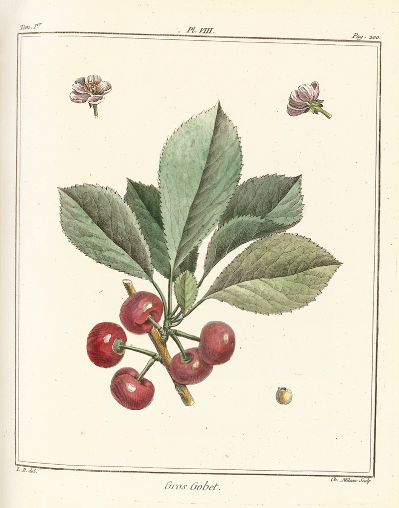 Henri-Louis Duhamel du Monceau - Traité des arbres fruitiers Pl.19