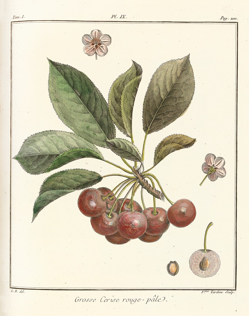 Henri-Louis Duhamel du Monceau - Traité des arbres fruitiers Pl.20