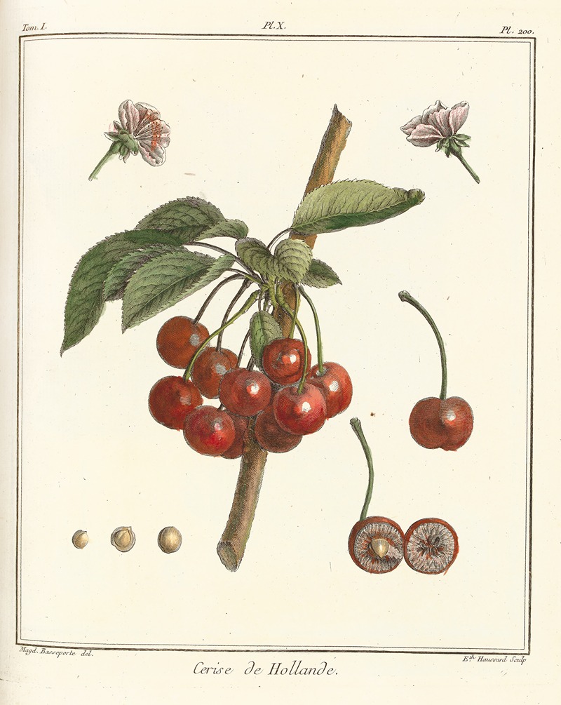 Henri-Louis Duhamel du Monceau - Traité des arbres fruitiers Pl.21