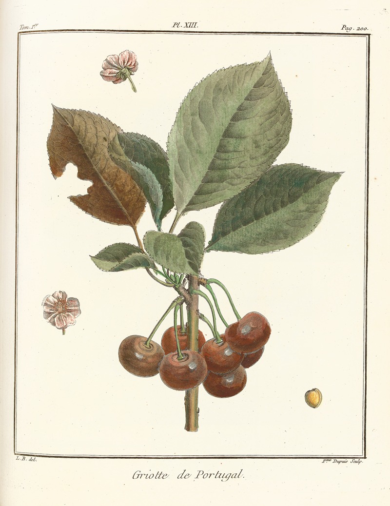 Henri-Louis Duhamel du Monceau - Traité des arbres fruitiers Pl.24