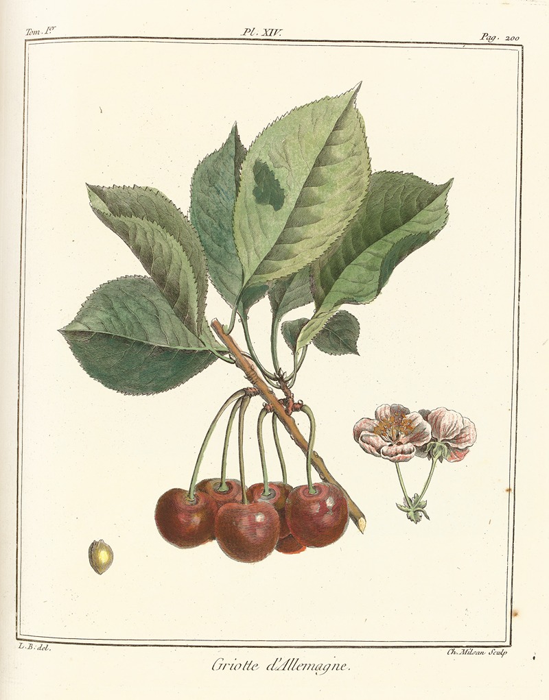 Henri-Louis Duhamel du Monceau - Traité des arbres fruitiers Pl.25