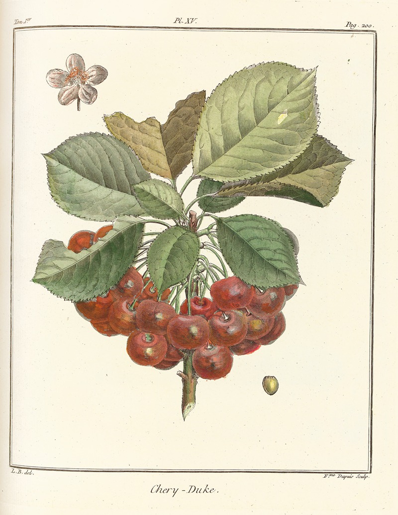 Henri-Louis Duhamel du Monceau - Traité des arbres fruitiers Pl.26