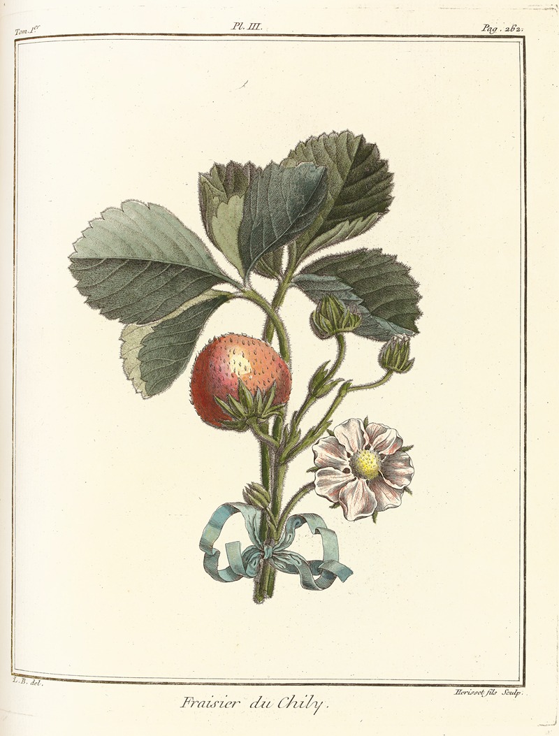 Henri-Louis Duhamel du Monceau - Traité des arbres fruitiers Pl.33