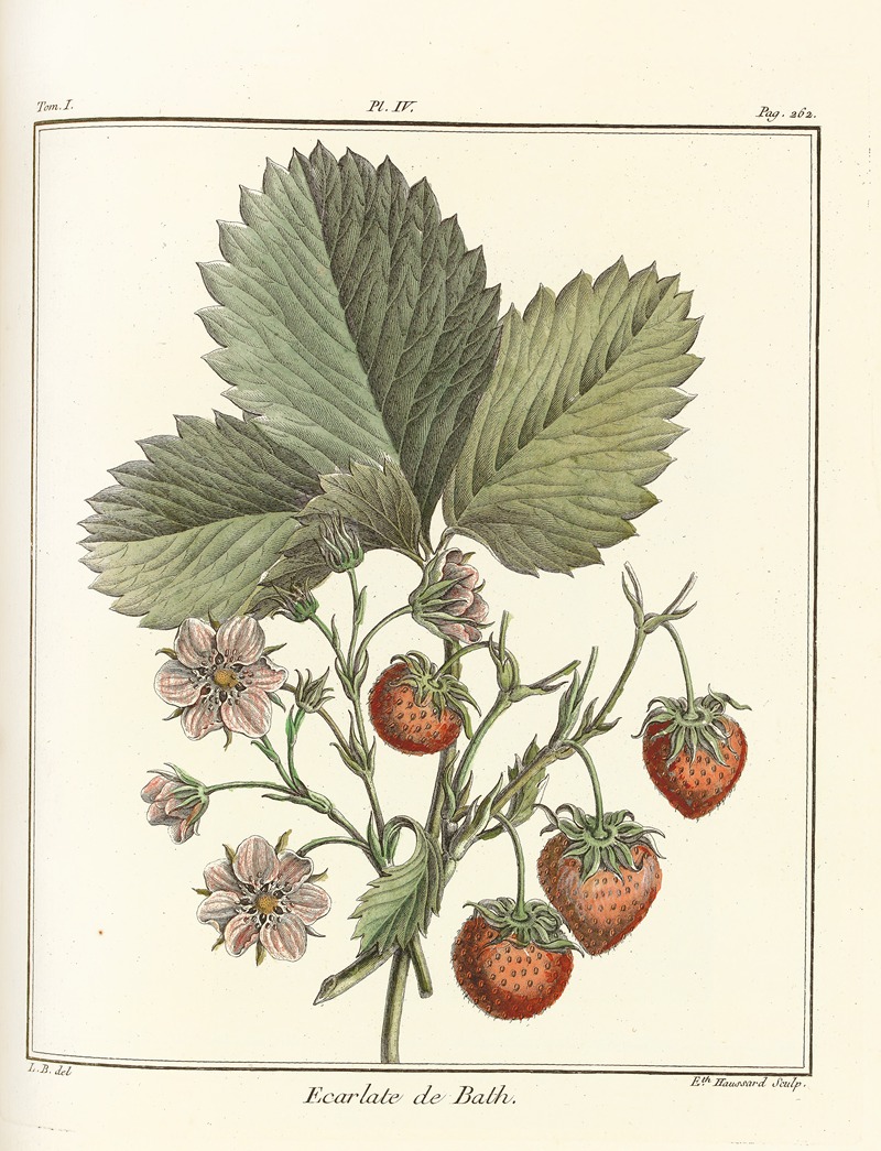 Henri-Louis Duhamel du Monceau - Traité des arbres fruitiers Pl.34