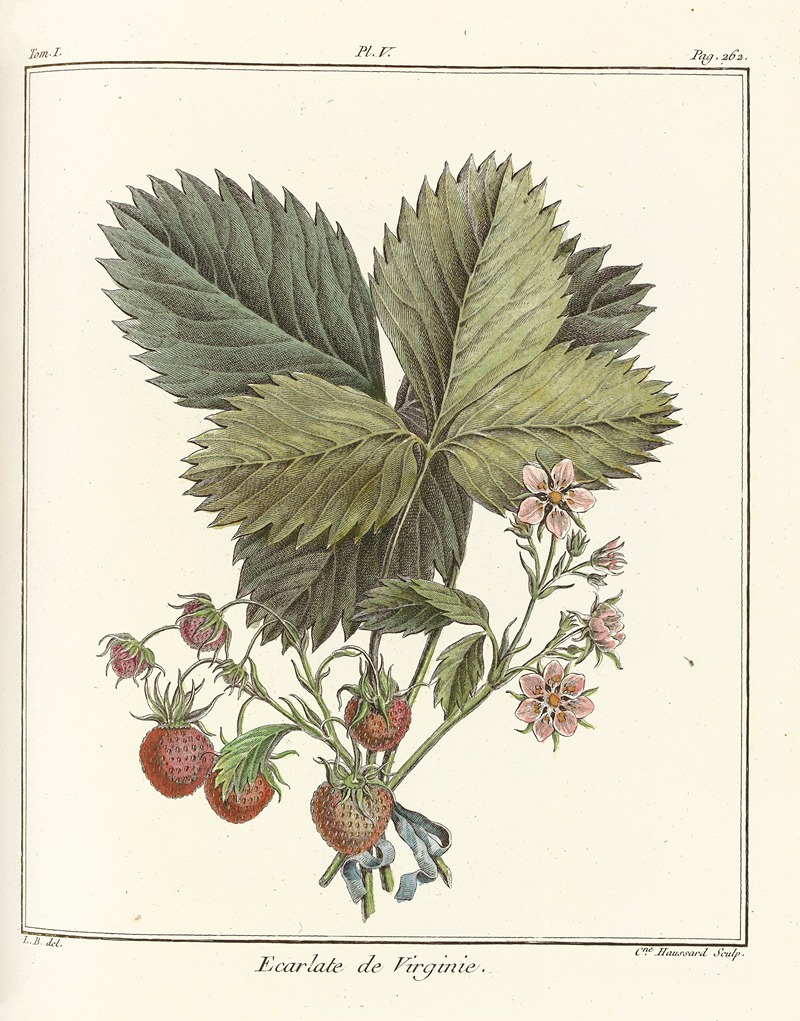 Henri-Louis Duhamel du Monceau - Traité des arbres fruitiers Pl.35