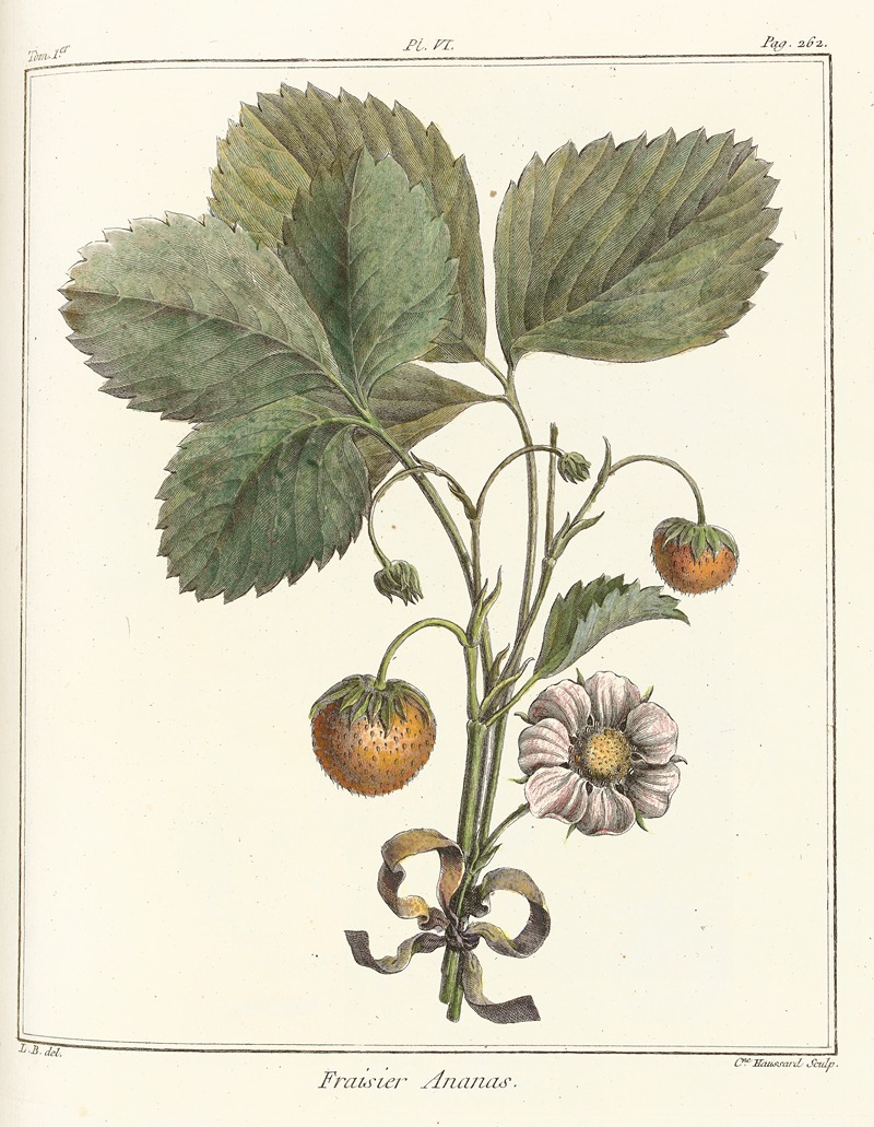 Henri-Louis Duhamel du Monceau - Traité des arbres fruitiers Pl.36