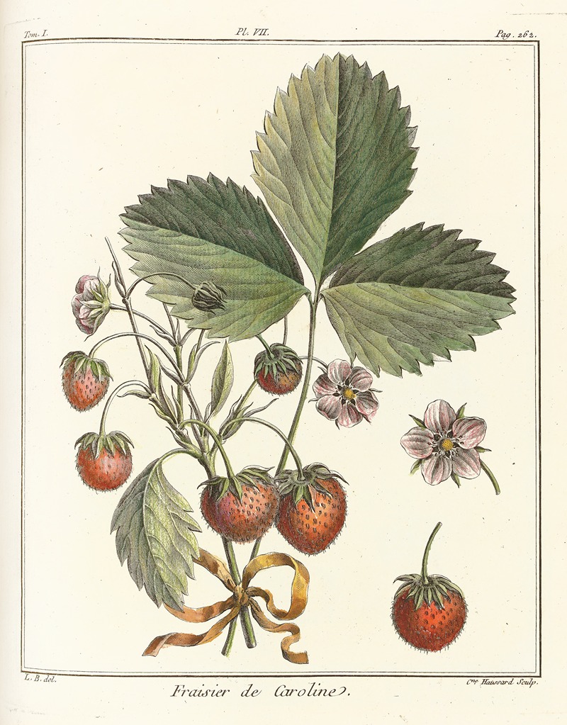 Henri-Louis Duhamel du Monceau - Traité des arbres fruitiers Pl.37