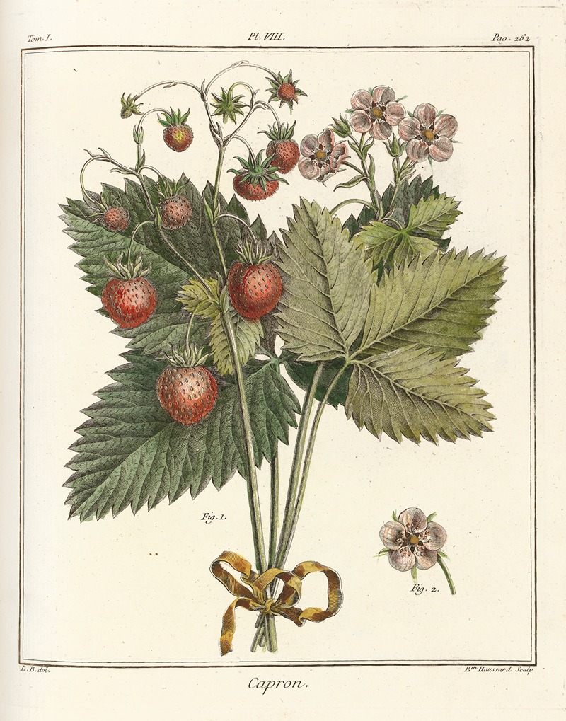 Henri-Louis Duhamel du Monceau - Traité des arbres fruitiers Pl.38