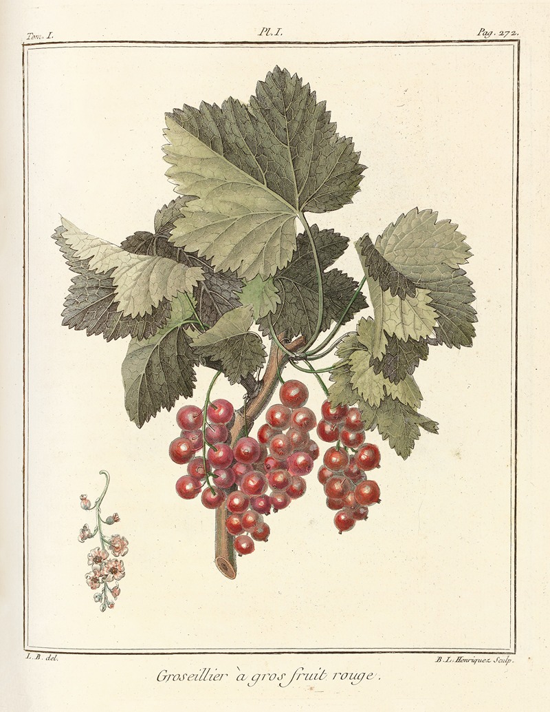 Henri-Louis Duhamel du Monceau - Traité des arbres fruitiers Pl.40