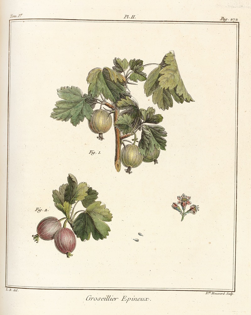 Henri-Louis Duhamel du Monceau - Traité des arbres fruitiers Pl.41