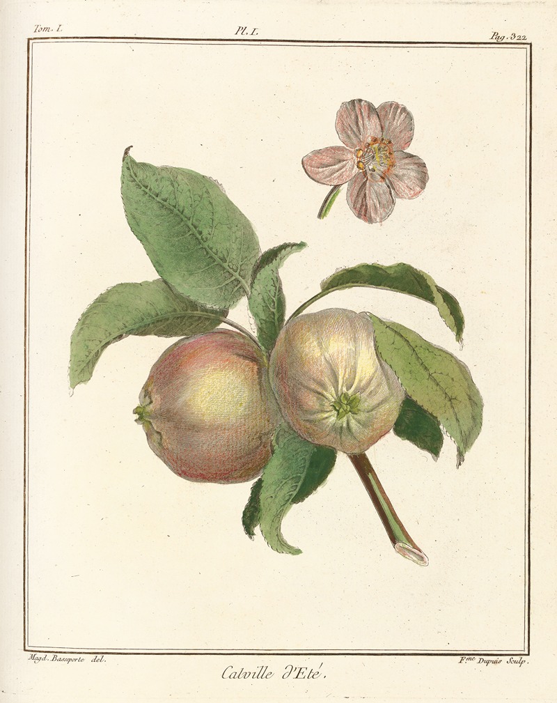 Henri-Louis Duhamel du Monceau - Traité des arbres fruitiers Pl.42