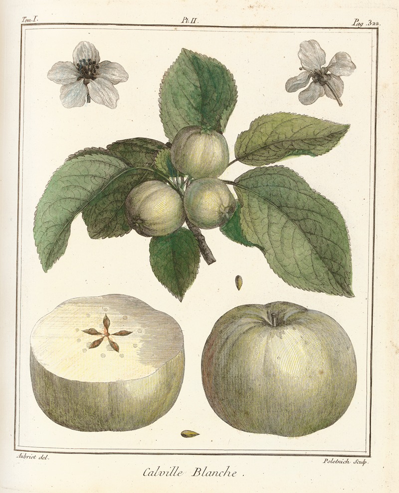 Henri-Louis Duhamel du Monceau - Traité des arbres fruitiers Pl.43