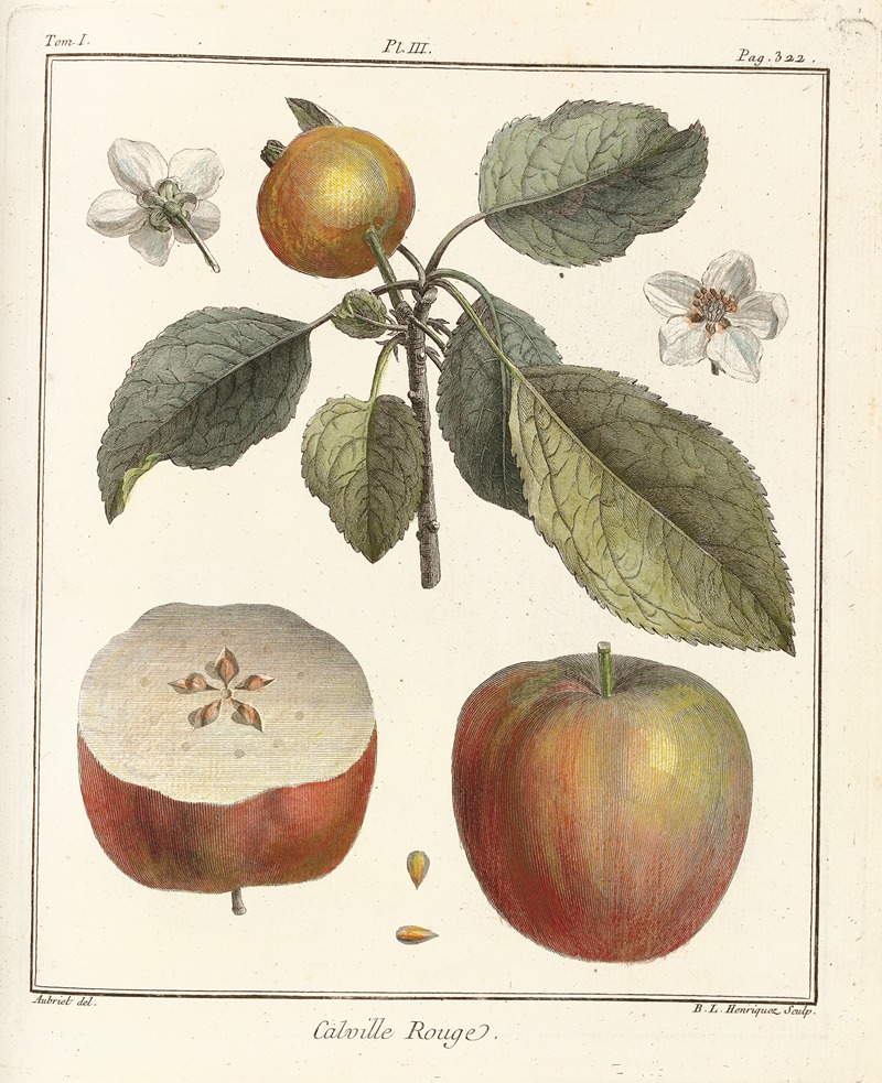 Henri-Louis Duhamel du Monceau - Traité des arbres fruitiers Pl.44