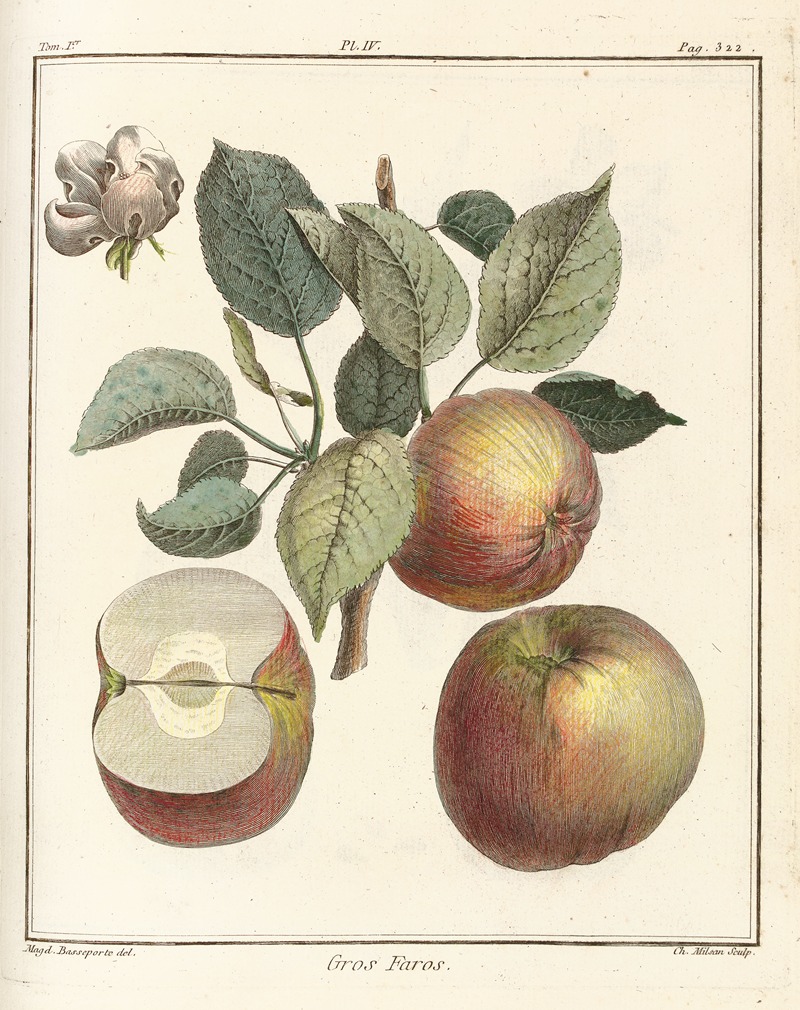 Henri-Louis Duhamel du Monceau - Traité des arbres fruitiers Pl.45