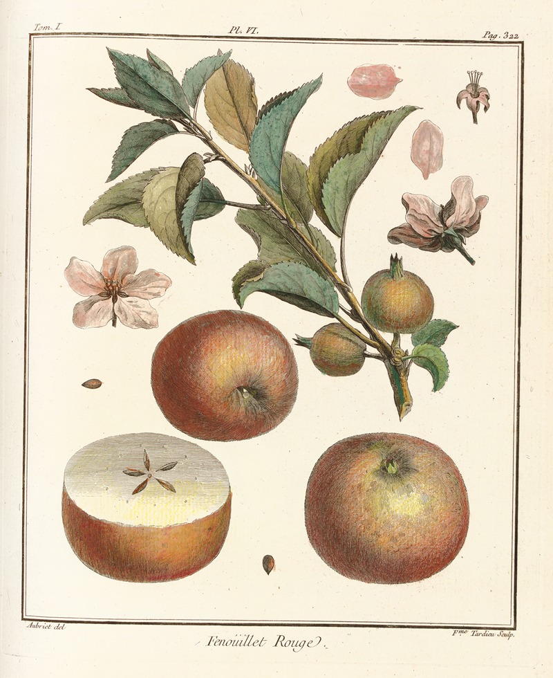 Henri-Louis Duhamel du Monceau - Traité des arbres fruitiers Pl.47