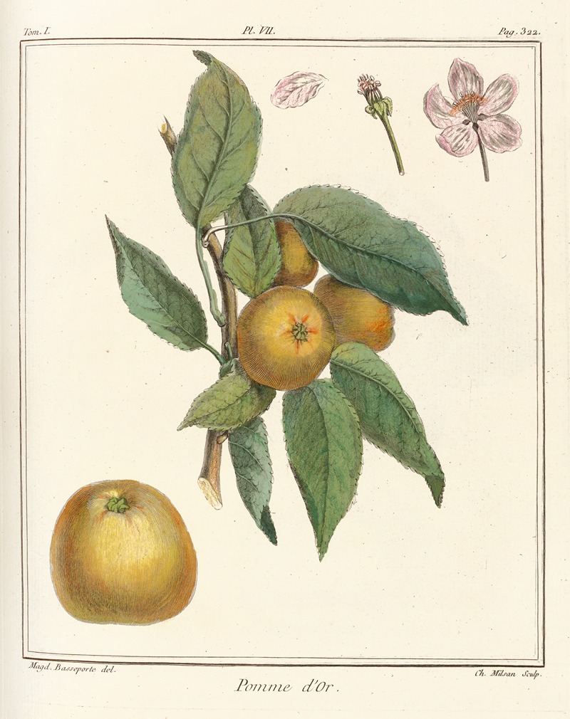 Henri-Louis Duhamel du Monceau - Traité des arbres fruitiers Pl.48