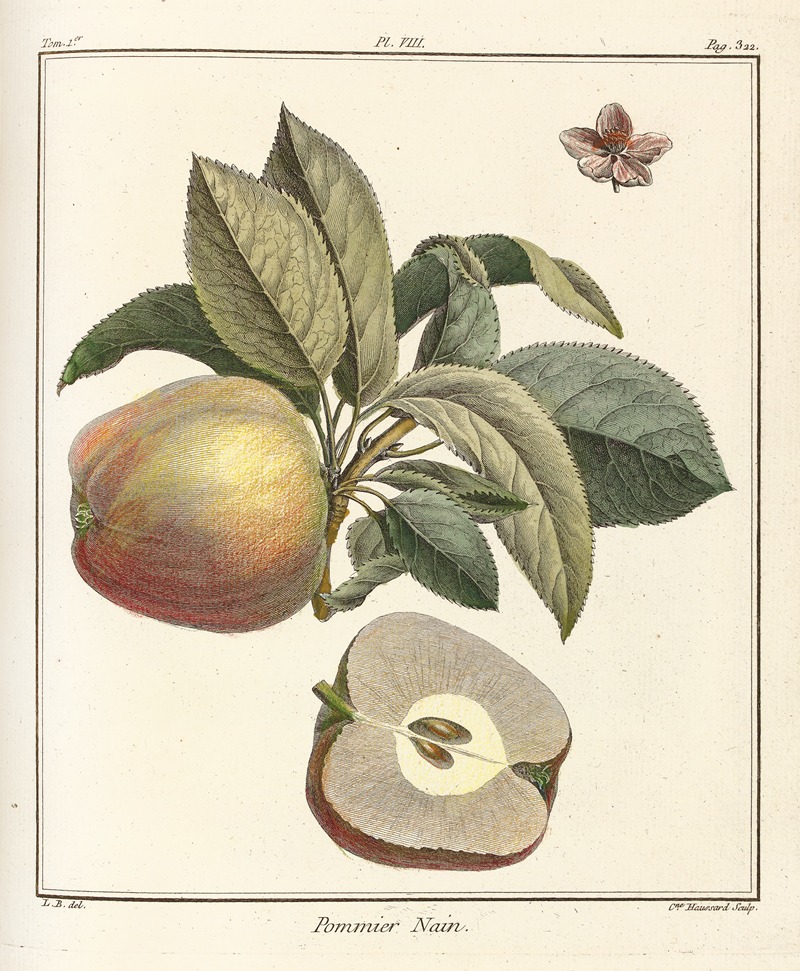 Henri-Louis Duhamel du Monceau - Traité des arbres fruitiers Pl.49