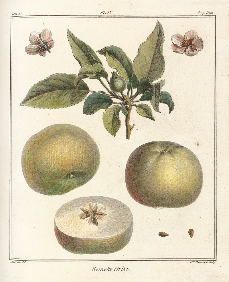 Henri-Louis Duhamel du Monceau - Traité des arbres fruitiers Pl.50